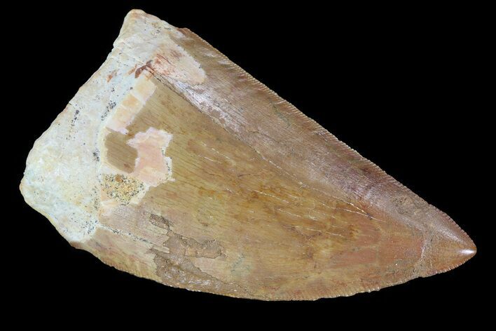 Serrated, Carcharodontosaurus Tooth - Real Dinosaur Tooth #72855